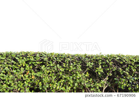 Green plant wall isolate on white background Green plant wall isolate on white background 67190906