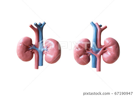 Human Kidneys Anatomical Model on white background 67190947