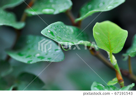 rain drop on ficus pumila 67191543