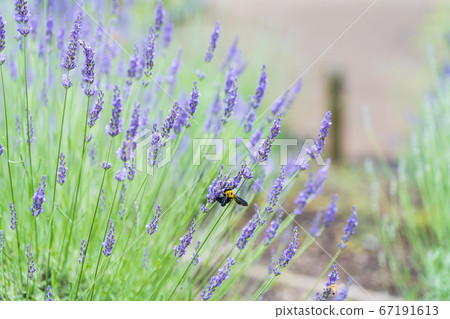 [Lavender and bear bee in Sagamihara Kita Park] 67191613