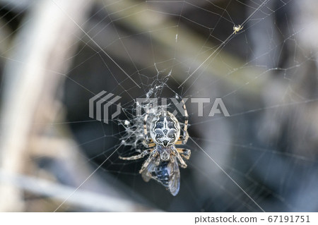 spider catching a fly 67191751