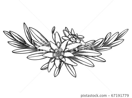 Graphic vignette made of edelweiss flowers and leaves. 67191779