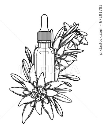 Graphic essential oil bottle decorated with edelweiss leaves and flowers 67191783