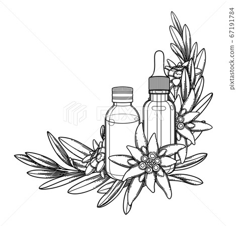 Graphic essential oil bottles decorated with edelweiss leaves and flowers. Graphic essential oil bottles decorated with edelweiss leaves and flowers. 67191784