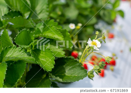 Strawberry picking strawberry house 67191869