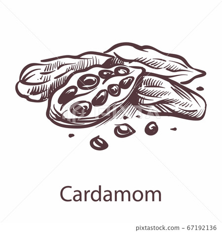 Cardamom icon. Botanical sketch for labels and packages in engraving style. Aromatherapy antioxidant spicy seeds. Cooking symbol for restaurant or cafe menu. Vector isolated element Cardamom icon. Botanical sketch for labels and packages in engraving style. Aromatherapy antioxidant spicy seeds. Cooking symbol for restaurant or cafe menu. Vector isolated element 67192136