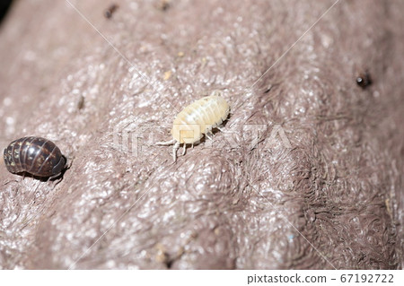 Rubber beetle / Okada rubber beetle (albino) Rubber beetle / Okada rubber beetle (albino) 67192722