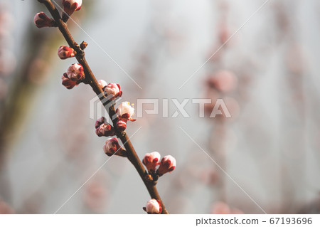Young Spring Unblown Buds Of Prunus armeniaca meaning Armenian plum Growing In Branch Of Tree. Young Spring Unblown Buds Of Prunus armeniaca meaning Armenian plum Growing In Branch Of Tree. 67193696