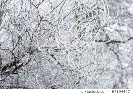 Tree branches in the snow. 67194447
