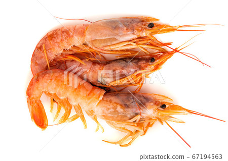 Three raw shrimp langostino Three raw shrimp langostino 67194563