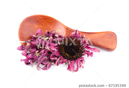 Dried Echinacea flowers on wooden spoon, isolated 67195399