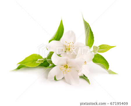 Jasmine Flowers