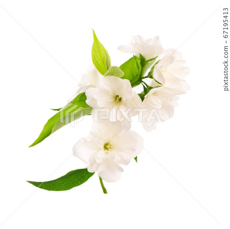 Jasmine flowers isolated on white background. Jasmine flowers isolated on white background. 67195413