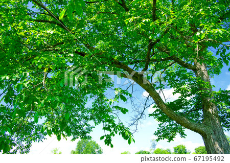 Summer landscape 67195492