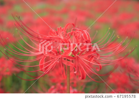 Cluster amaryllis on Mikicho-cho, Onomichi City 67195578
