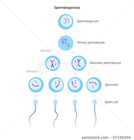 Reproductive system concept 67195846