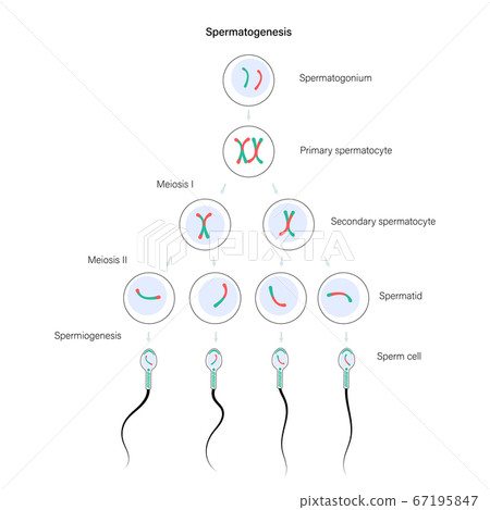 Reproductive system concept 67195847