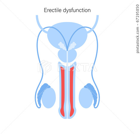 Reproductive system concept Reproductive system concept 67195850
