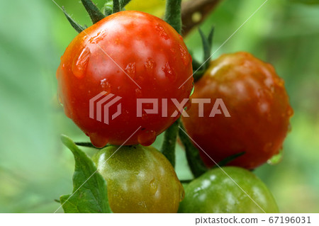 Red and ripe fruit of cherry tomato Tadami Town, Fukushima Prefecture Red and ripe fruit of cherry tomato Tadami Town, Fukushima Prefecture 67196031