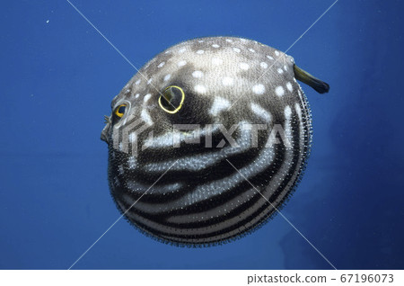 Sazanami河豚生氣和膨脹 67196073