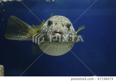 White-spotted puffer front White-spotted puffer front 67196074