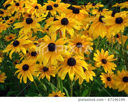 Yellow flowers rudbeckia lit by the sun, close up shot. Garden in summer. 67196199