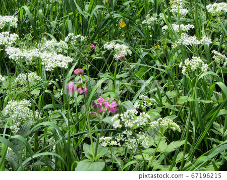 Grass in the forest, close up shot. Grass in the forest, close up shot. 67196215