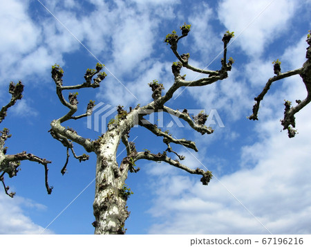 Sycamore trees, on the branches of blossom buds on a sunny day Sycamore trees, on the branches of blossom buds on a sunny day 67196216