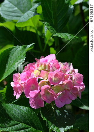 Sunny day, bright hydrangea (Noichi Hydrangea Highway, Kochi Prefecture) 67196317