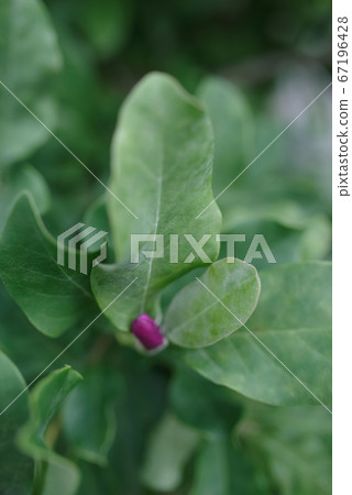 Abstract macro of hot pink magnolia bud and soft leaves. Selective focus full frame with bokeh background and copy space. Abstract macro of hot pink magnolia bud and soft leaves. Selective focus full frame with bokeh background and copy space. 67196428