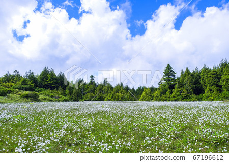 滋賀高原的棉草殖民地 67196612
