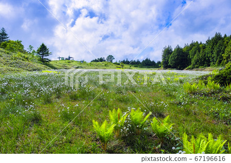 下田高原2盛開 67196616