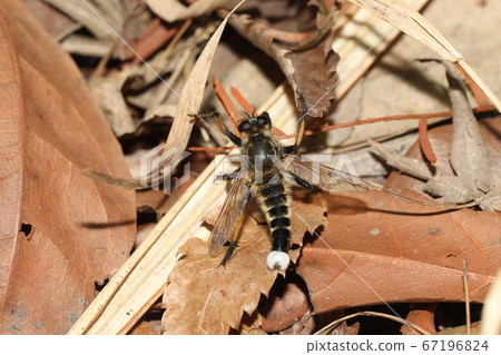 Shioyab Shioyab 67196824