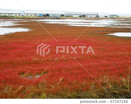 諾托羅湖珊瑚鋸 67197288