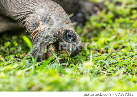 Galapagos Tortoise eating grass on Santa Cruz Island in Galapagos Islands 67197332