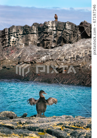 Flightless cormorant aka Galapagos cormorants among other animals and wildlife Flightless cormorant aka Galapagos cormorants among other animals and wildlife 67197346