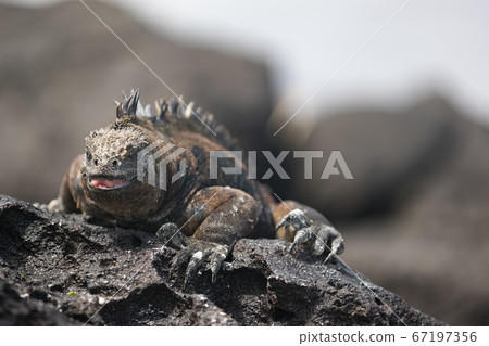 Galapagos Iguana heating itself in the sun resting on rock on Tortuga bay beach Galapagos Iguana heating itself in the sun resting on rock on Tortuga bay beach 67197356