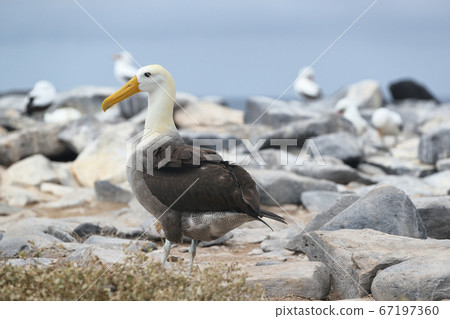 Galapagos Albatross aka Waved albatross on Espanola Island 67197360