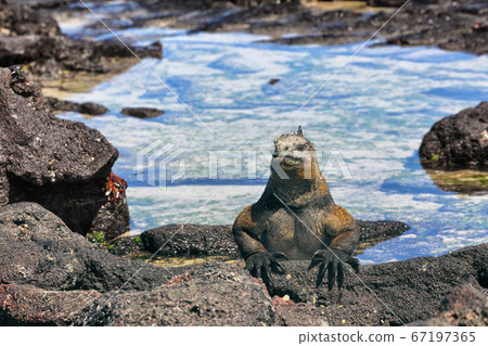 Galapagos Marine Iguana - Amazing animals and wildlife of Galapagos Islands Galapagos Marine Iguana - Amazing animals and wildlife of Galapagos Islands 67197365