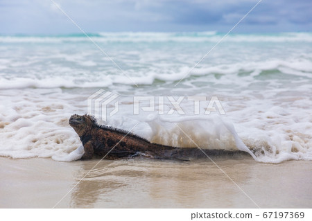 Galapagos Marine Iguana walking on Tortuga bay beach - Iguanas Santa Cruz Island 67197369