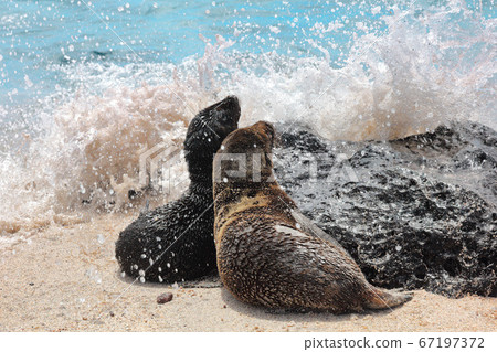 Galapagos Sea Lion cubs playful playing in sand lying on beach Galapagos Islands 67197372