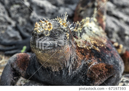 Galapagos Marine Iguana shaking and bobbing its head walking showing threat and dominance while lava lizard catches a ride on the tail. Male marine iguana on Isabela, Galapagos Islands, Ecuador. 67197393