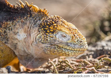 Galapagos Land Iguana - close up of yellow land iguana on North Seymour. Amazing animals and wildlife in Galapagos Islands, Ecuador, South America. Male land iguana. 67197398
