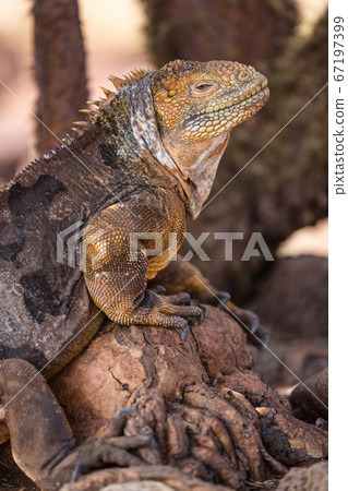 Galapagos Land Iguana. Yellow land iguana climbing in tree on North Seymour. Amazing animals and wildlife in Galapagos Islands, Ecuador, South America. Male land iguana. Galapagos Land Iguana. Yellow land iguana climbing in tree on North Seymour. Amazing animals and wildlife in Galapagos Islands, Ecuador, South America. Male land iguana. 67197399