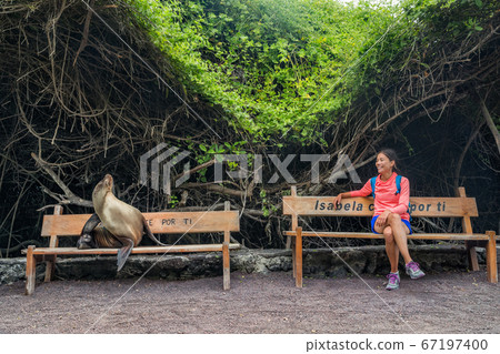 Galapagos animals. Tourist woman sitting on bench with sea lion and iguana on Isabela Island in the port of Puerto Villamil, Galapagos Islands, Ecuador, South America. 67197400