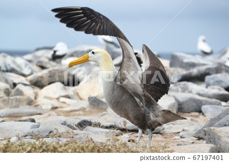 Galapagos Animals. Galapagos Albatross aka Waved albatrosses on Espanola Island, Galapagos Islands, Ecuador. The Waved Albatross is an critically endangered species endemic to Galapagos. 67197401