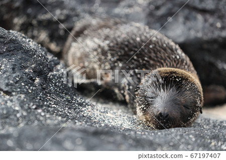 Galapagos Sea Lion pup playful playing in sand lying on beach on Galapagos Islands. Animals and wildlife nature on Mann beach San Cristobal Island, Galapagos, Ecuador, South America. Cute animals. 67197407