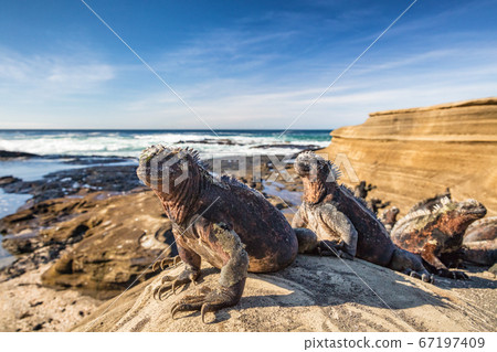 Galapagos Marine Iguana - Iguanas warming in the sun on volcanic rocks on Puerto Egas (Egas port) Santiago island, Ecuador. Amazing wildlife animals on Galapagos Islands, Ecuador. Galapagos Marine Iguana - Iguanas warming in the sun on volcanic rocks on Puerto Egas (Egas port) Santiago island, Ecuador. Amazing wildlife animals on Galapagos Islands, Ecuador. 67197409