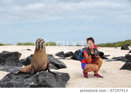 Animal wildlife nature photographer tourist on Galapagos looking at Galapagos Sea Lion taking photos on Galapagos cruise ship adventure travel holidays vacation, Espanola Island, Ecuador South America Animal wildlife nature photographer tourist on Galapagos looking at Galapagos Sea Lion taking photos on Galapagos cruise ship adventure travel holidays vacation, Espanola Island, Ecuador South America 67197413