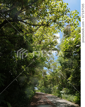 Sky looking up from the slope in summer 67197595